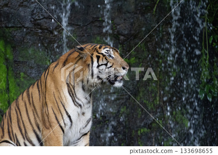 Close up tiger sitdown in front of the waterfall Close up tiger sitdown in front of the waterfall 133698655