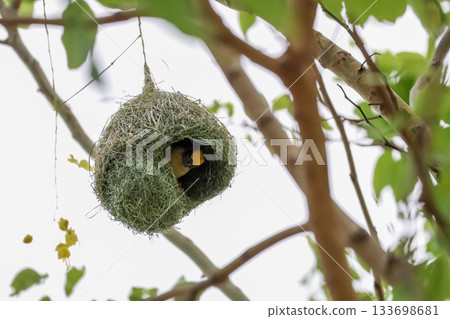 The yellow bird on Build nest from dry stick hay in nature 133698681