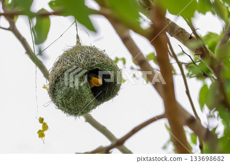 The yellow bird on Build nest from dry stick hay in nature The yellow bird on Build nest from dry stick hay in nature 133698682