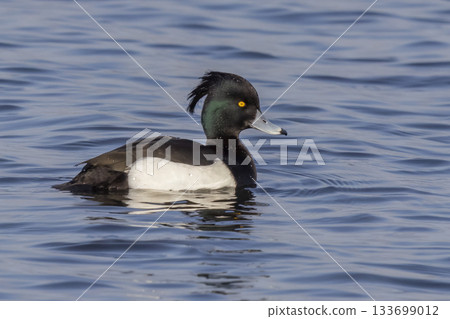 Male tufted duck swims gracefully in Arkemheenpolder, Netherlands during a sunny afternoon 133699012