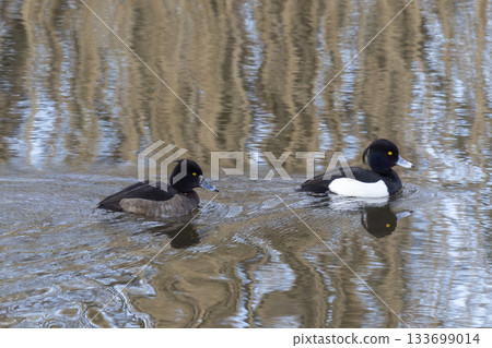 Male and female tufted ducks swim gracefully in Arkemheenpolder wetland, Netherlands 133699014