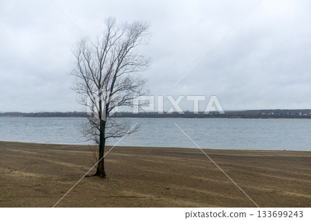 Lonely tree on the shore of the river in a cloudy day Lonely tree on the shore of the river in a cloudy day 133699243
