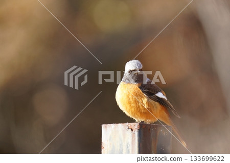 A male redstart that came to search for food A male redstart that came to search for food 133699622