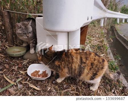 Cat eating food Cat eating food 133699687
