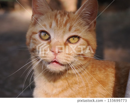 A cute brown tabby kitten is playing A cute brown tabby kitten is playing 133699773