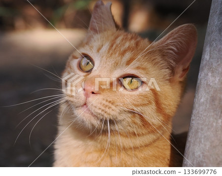 一隻可愛的棕色虎斑小貓正在玩耍 一隻可愛的棕色虎斑小貓正在玩耍 133699776