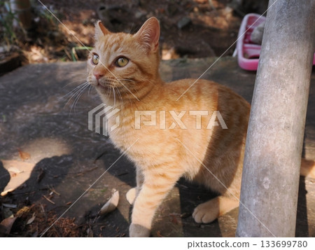 一隻可愛的棕色虎斑小貓正在玩耍 133699780