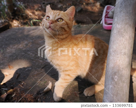 一隻可愛的棕色虎斑小貓正在玩耍 133699781