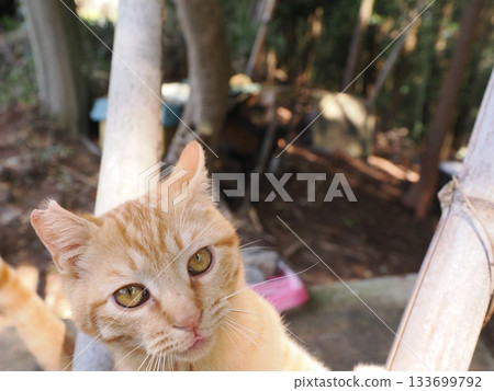 A cute brown tabby kitten is playing 133699792