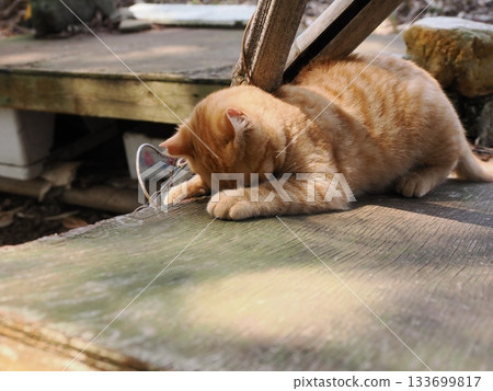 A cute brown tabby kitten is playing 133699817