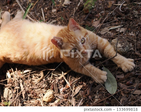 A cute brown tabby kitten is playing 133699818