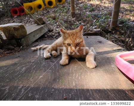 A cute brown tabby kitten is playing 133699822