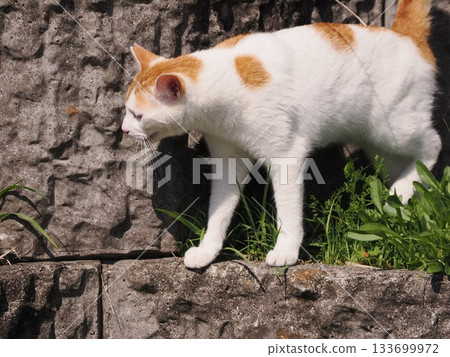 一隻可愛的貓咪趴在石牆露台上休息。 133699972