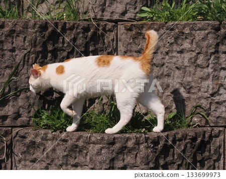 一隻可愛的貓咪趴在石牆露台上休息。 133699973