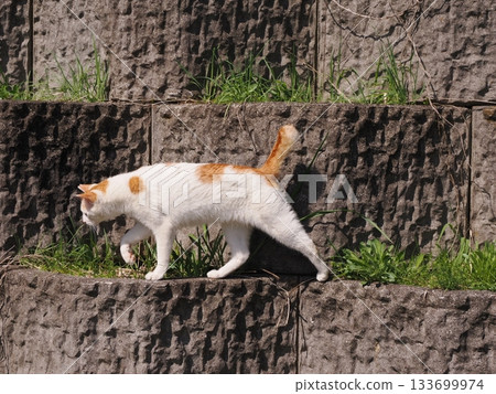 一隻可愛的貓咪趴在石牆露台上休息。 133699974