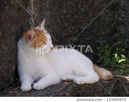 A cute cat resting on a stone wall terrace 133699979