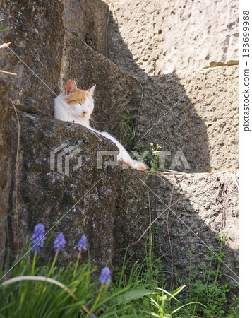 A cute cat resting on a stone wall terrace A cute cat resting on a stone wall terrace 133699988