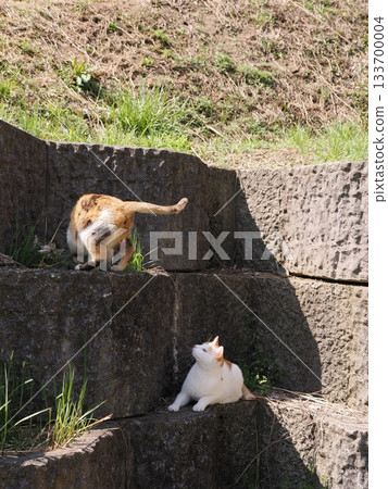 A cute cat resting on a stone wall terrace 133700004