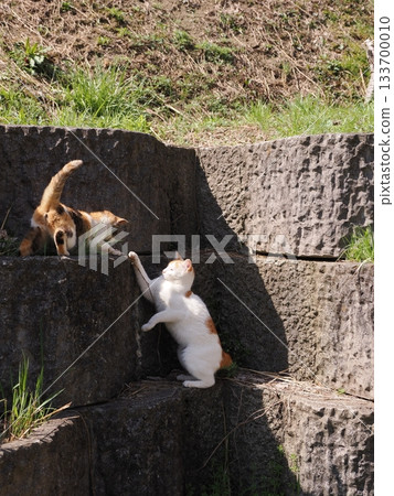 A cute cat resting on a stone wall terrace A cute cat resting on a stone wall terrace 133700010
