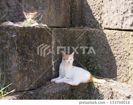 一隻可愛的貓咪趴在石牆露台上休息。 133700018