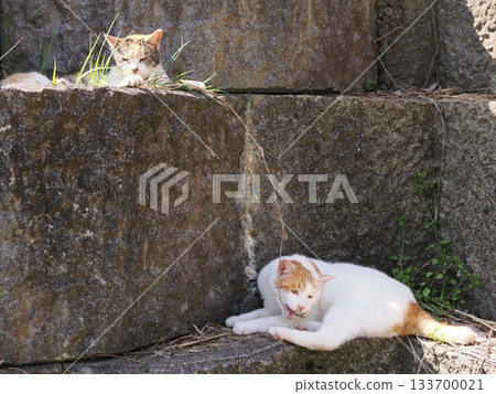 一隻可愛的貓咪趴在石牆露台上休息。 133700021