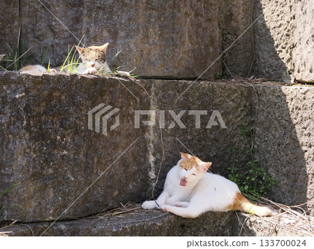 A cute cat resting on a stone wall terrace A cute cat resting on a stone wall terrace 133700024