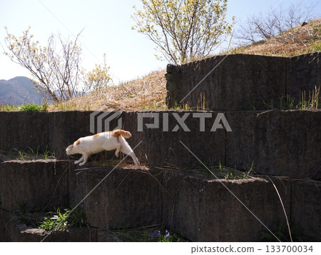 A cute cat resting on a stone wall terrace 133700034