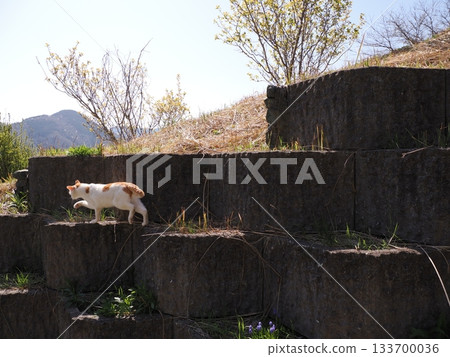 A cute cat resting on a stone wall terrace A cute cat resting on a stone wall terrace 133700036