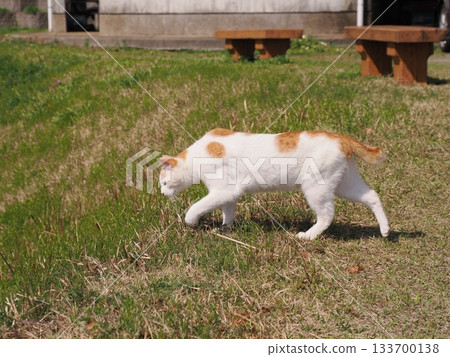 Community cats living in a cat colony 133700138