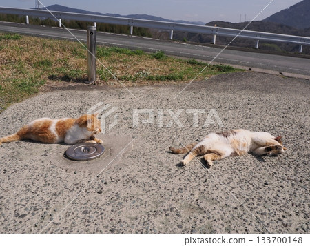 Community cats living in a cat colony 133700148