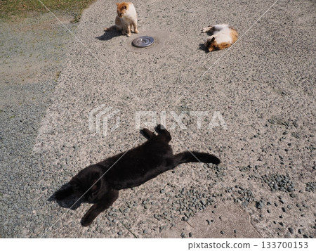 生活在貓群中的社區貓 133700153