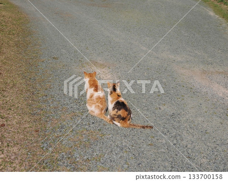 生活在貓群中的社區貓 133700158