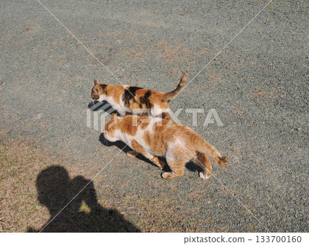 生活在貓群中的社區貓 133700160