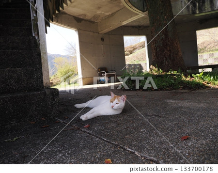 Community cats living in a cat colony 133700178