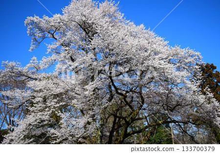 【埼玉縣】八形城櫻花:氏國櫻花 【埼玉縣】八形城櫻花:氏國櫻花 133700379