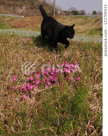 Cats living together in a cat colony 133700433