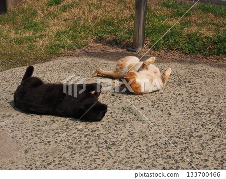 Cats living together in a cat colony 133700466