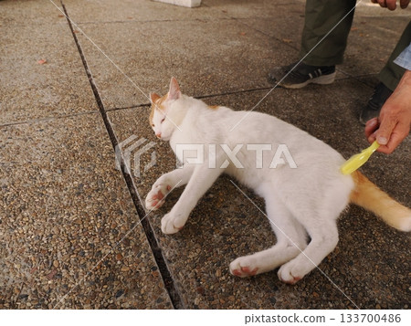 生活在貓群中的貓 133700486