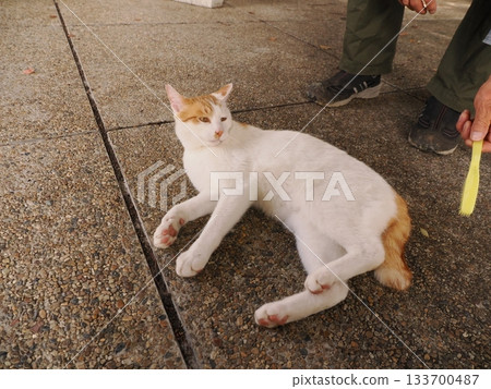 Cats living together in a cat colony 133700487