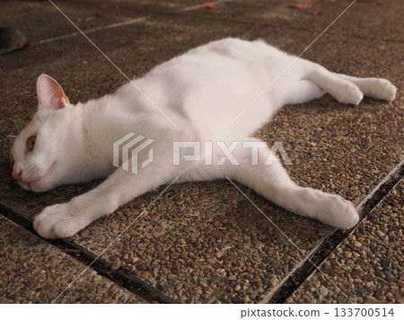 Cats living together in a cat colony 133700514