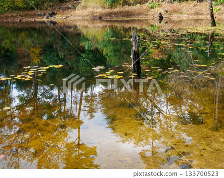 六甲的橫池和名池，樹木會變色 133700523