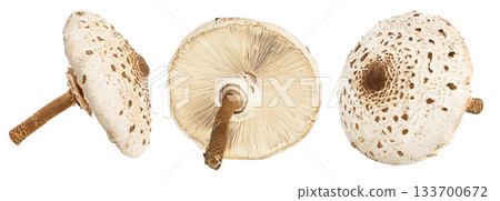 Parasol mushroom or Macrolepiota procera isolated on white background 133700672