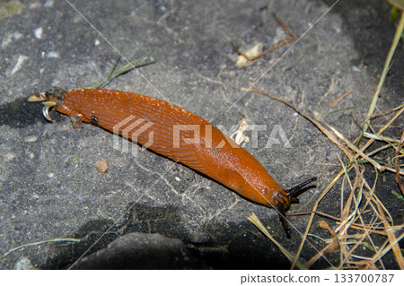 European red slug aka Chocolate arion Arion rufus on a woodland path. High quality photo 133700787