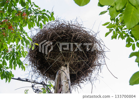 Large nest of White stork Ciconia ciconia, Ciconiidae, blue sky background. Migrating bird, settled for summer, outdoor. Wildlife in urban conditions, spring season concept. High quality photo Large nest of White stork Ciconia ciconia, Ciconiidae, blue sky background. Migrating bird, settled for summer, outdoor. Wildlife in urban conditions, spring season concept. High quality photo 133700804