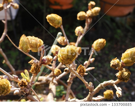 富士豆芽 133700885