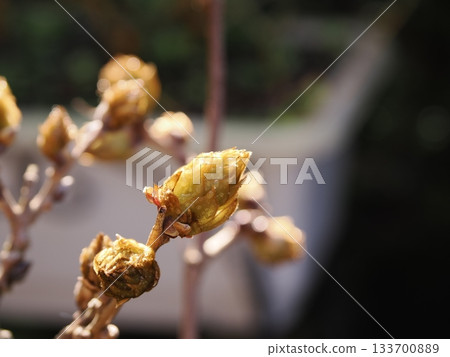 富士豆芽 133700889