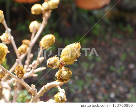 富士豆芽 133700890