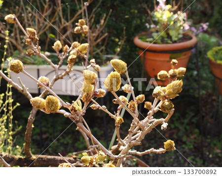 富士豆芽 富士豆芽 133700892