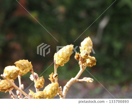 富士豆芽 富士豆芽 133700893