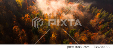 Aerial view of a misty autumn forest in full fall colors. Golden and red treetops covered by morning fog, captured in high resolution, perfect for large prints or nature backgrounds. 133700929